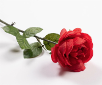 September 14, 2022 Chapter Meeting  