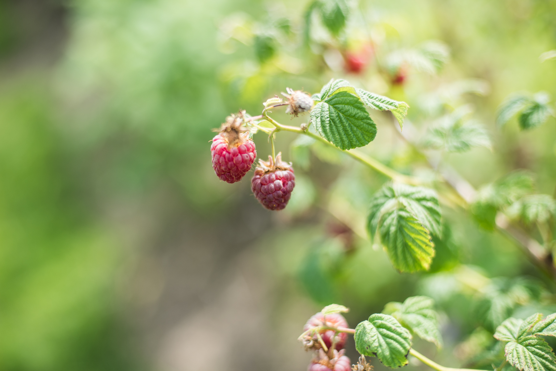 Harper's Raspberry U-Pick - Récolte de Chez Nous - Really Local Harvest