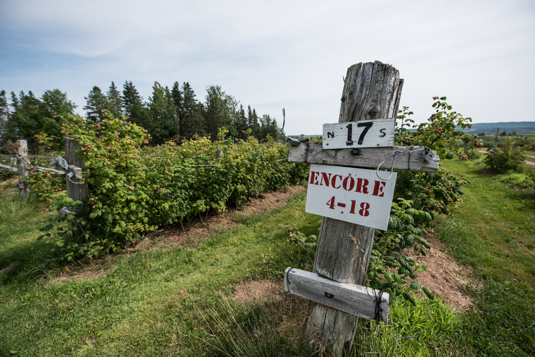 Harper's Raspberry U-Pick - Récolte de Chez Nous - Really Local Harvest