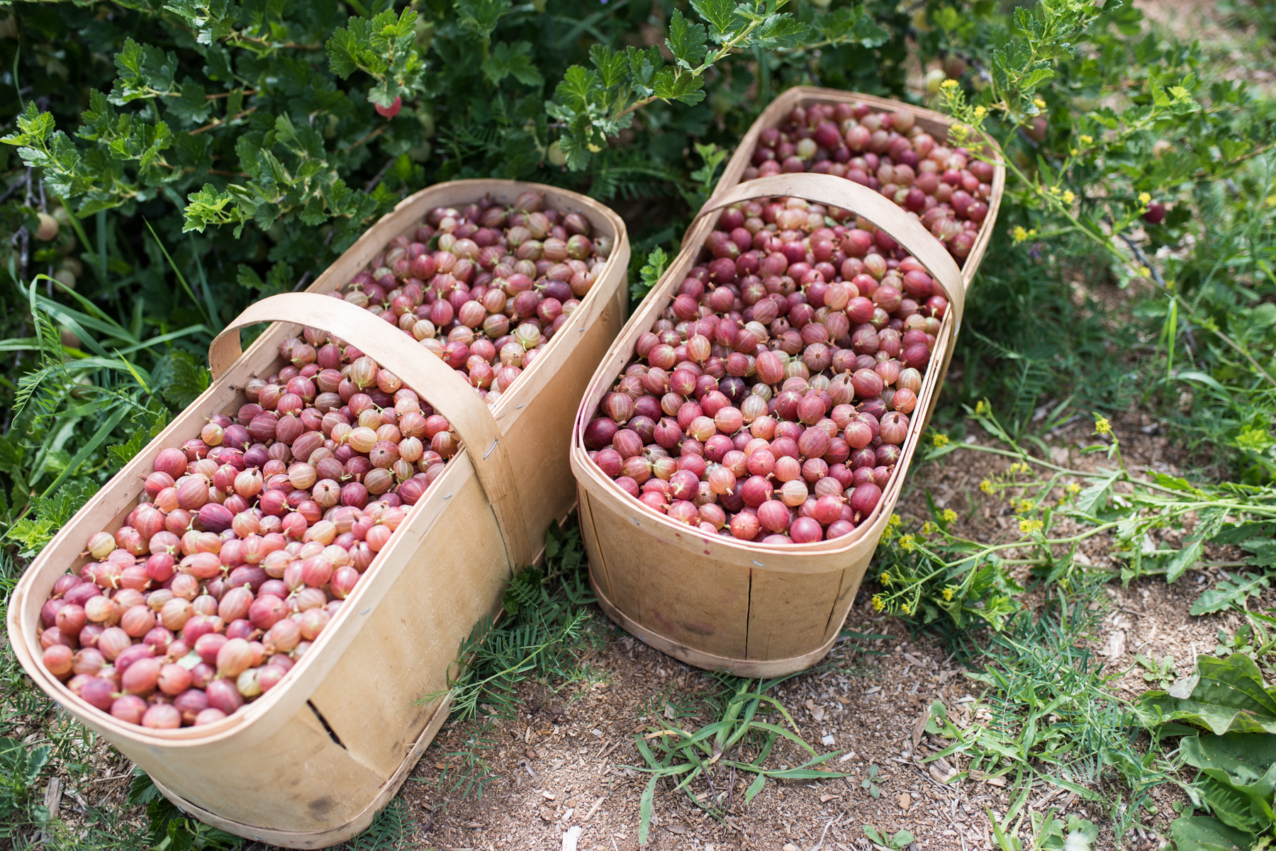 Les Petits Fruits de Pré-d'en-Haut - Récolte de Chez Nous - Really Local Harvest