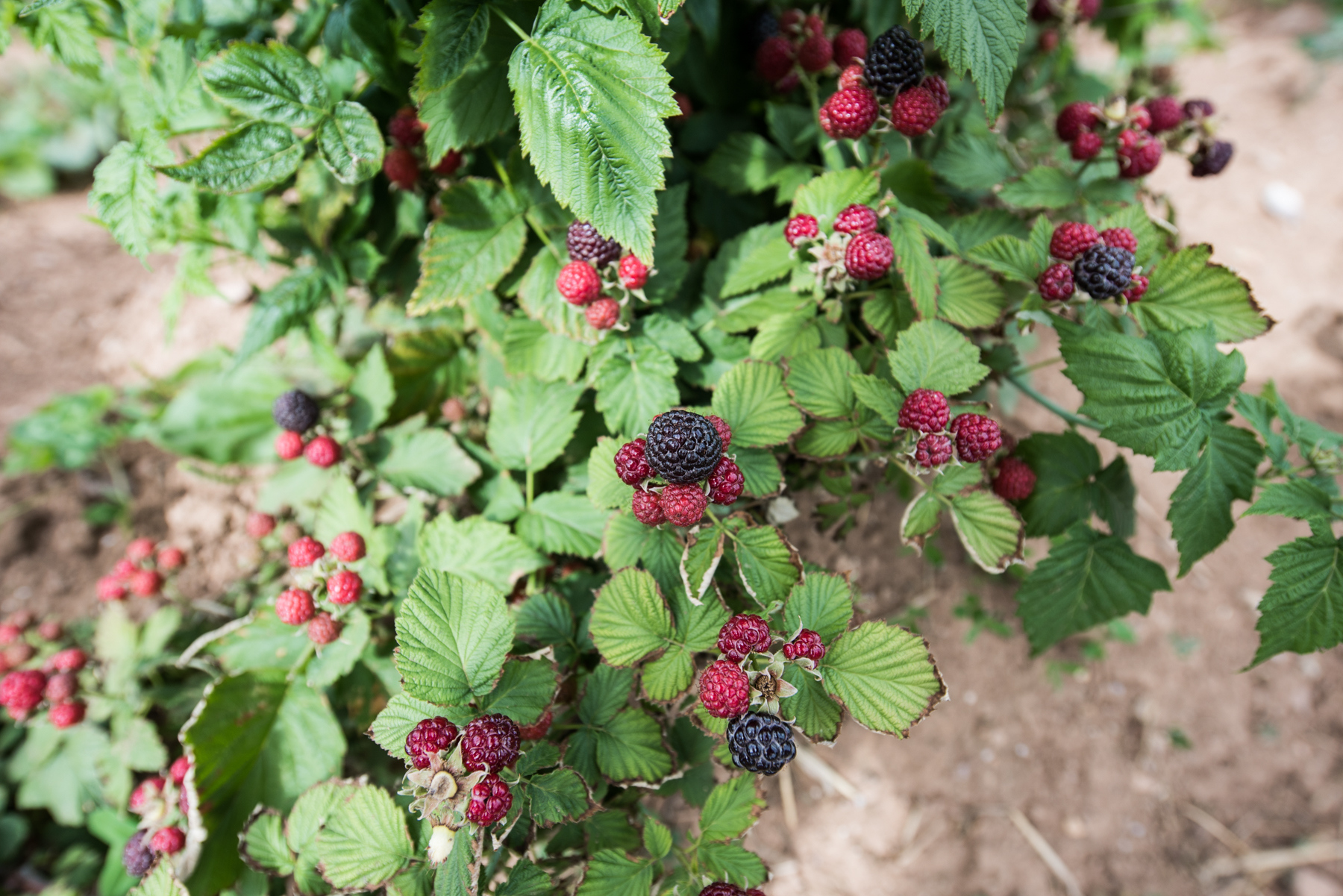 Copy of Les Petits Fruits de Pré-d'en-Haut - Récolte de Chez Nous - Really Local Harvest