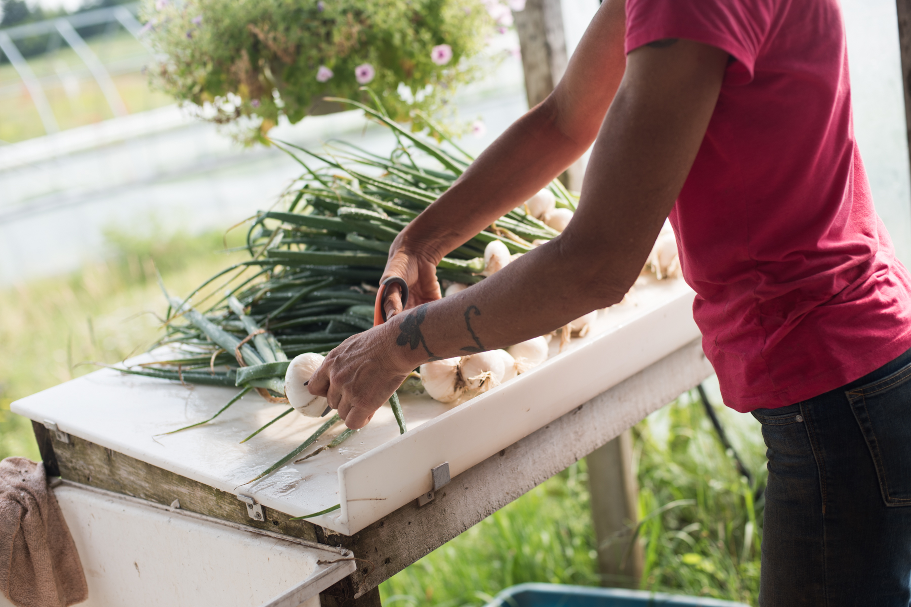 Windy Hill Farm - Récolte de Chez Nous - Really Local Harvest