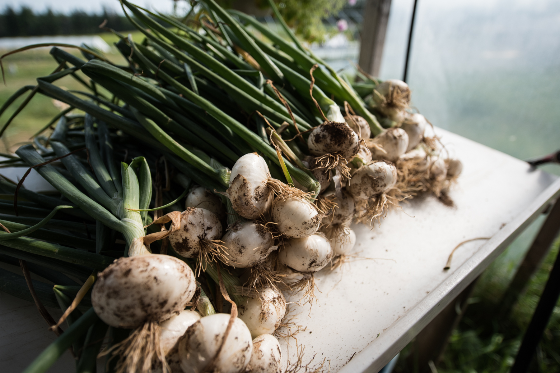 Copy of Windy Hill Farm - Récolte de Chez Nous - Really Local Harvest