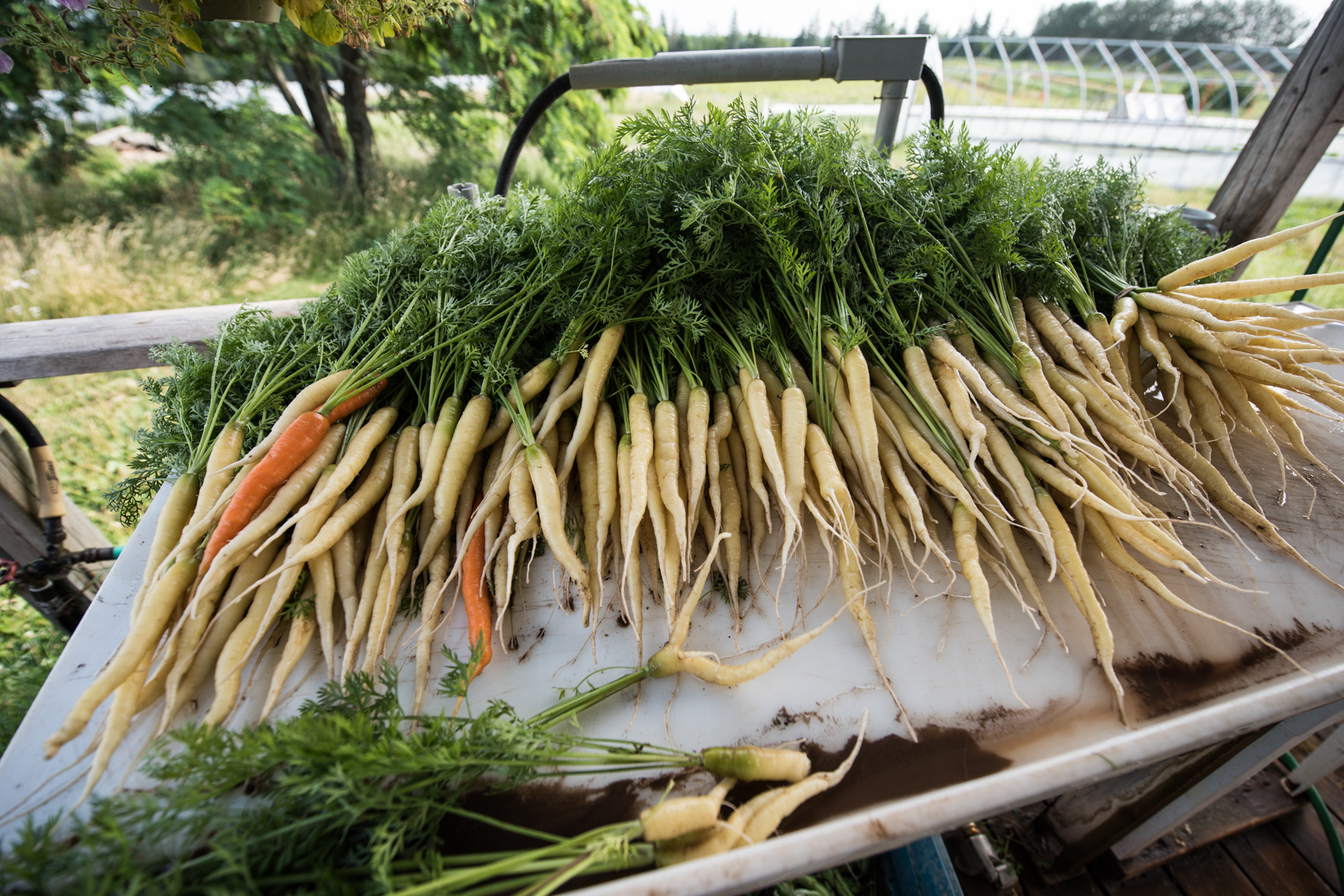 Windy Hill Farm - Récolte de Chez Nous - Really Local Harvest