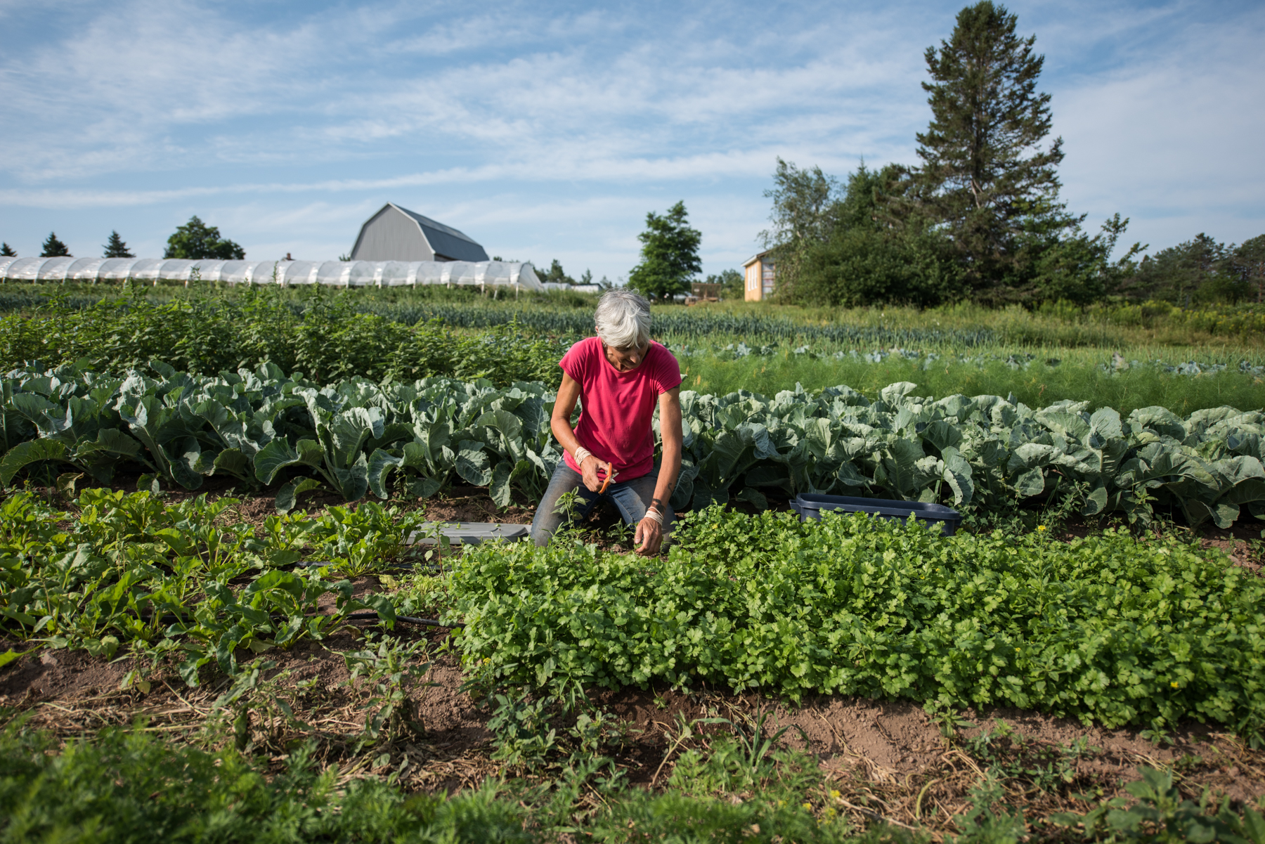 Windy Hill Farm - Récolte de Chez Nous - Really Local Harvest