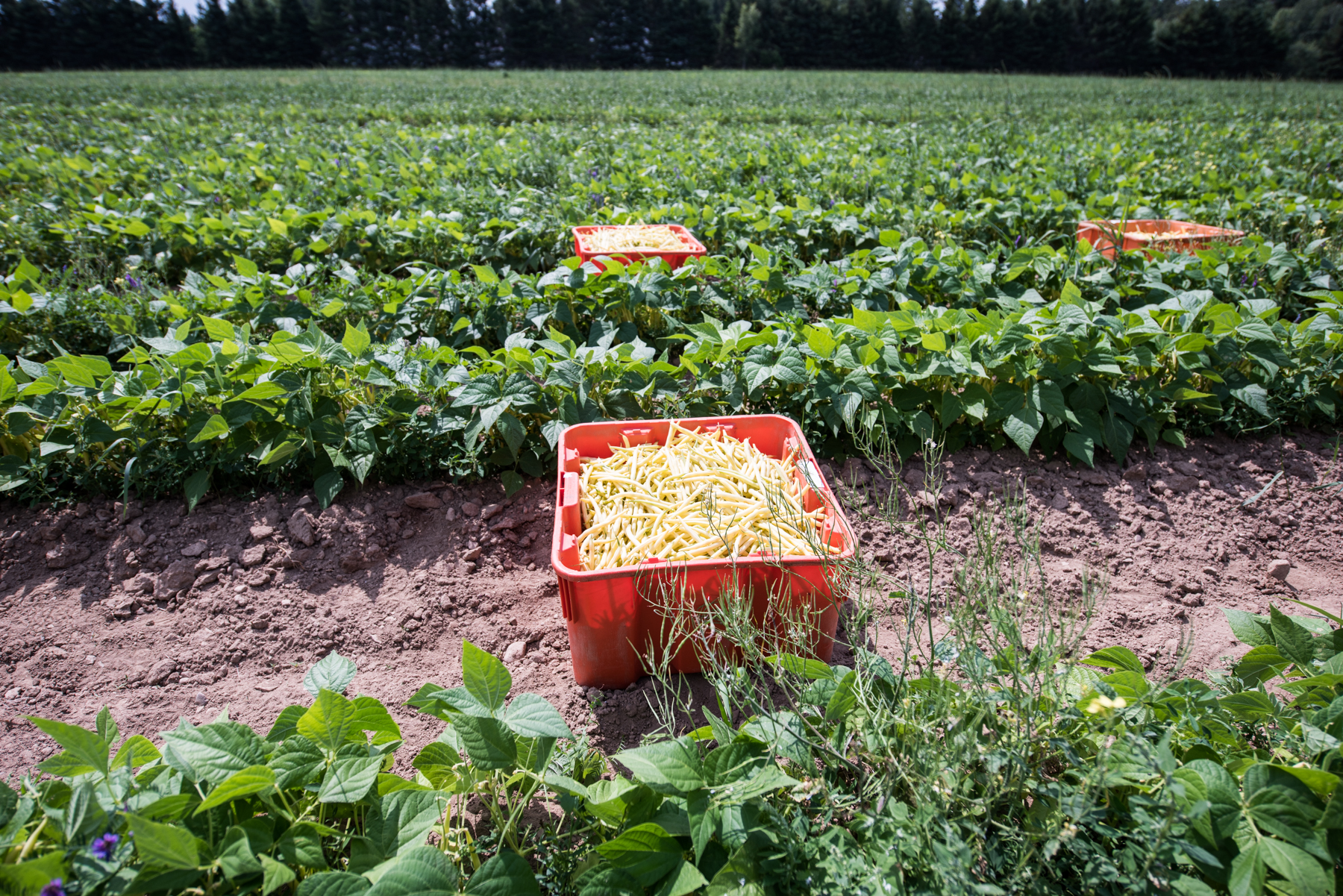 Les Digues - Récolte de Chez Nous - Really Local Harvest