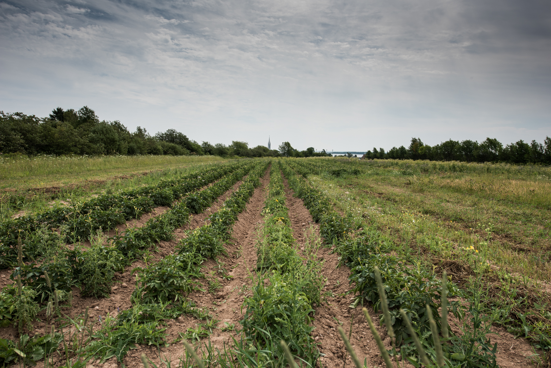 Les Digues - Récolte de Chez Nous - Really Local Harvest