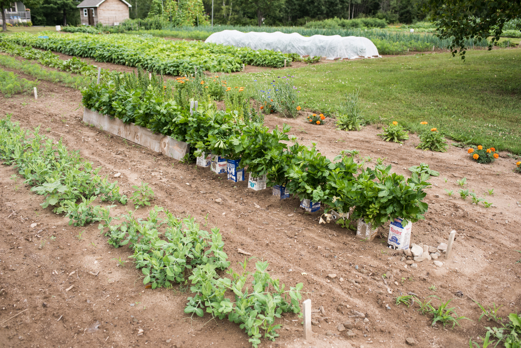 Les 3 Poiriers - Récolte de Chez Nous - Really Local Harvest