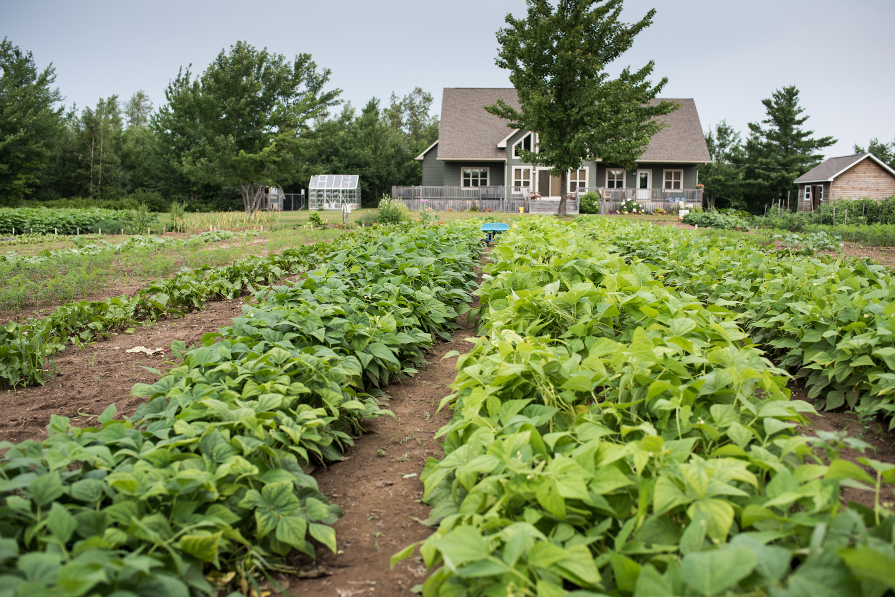 Les 3 Poiriers - Récolte de Chez Nous - Really Local Harvest