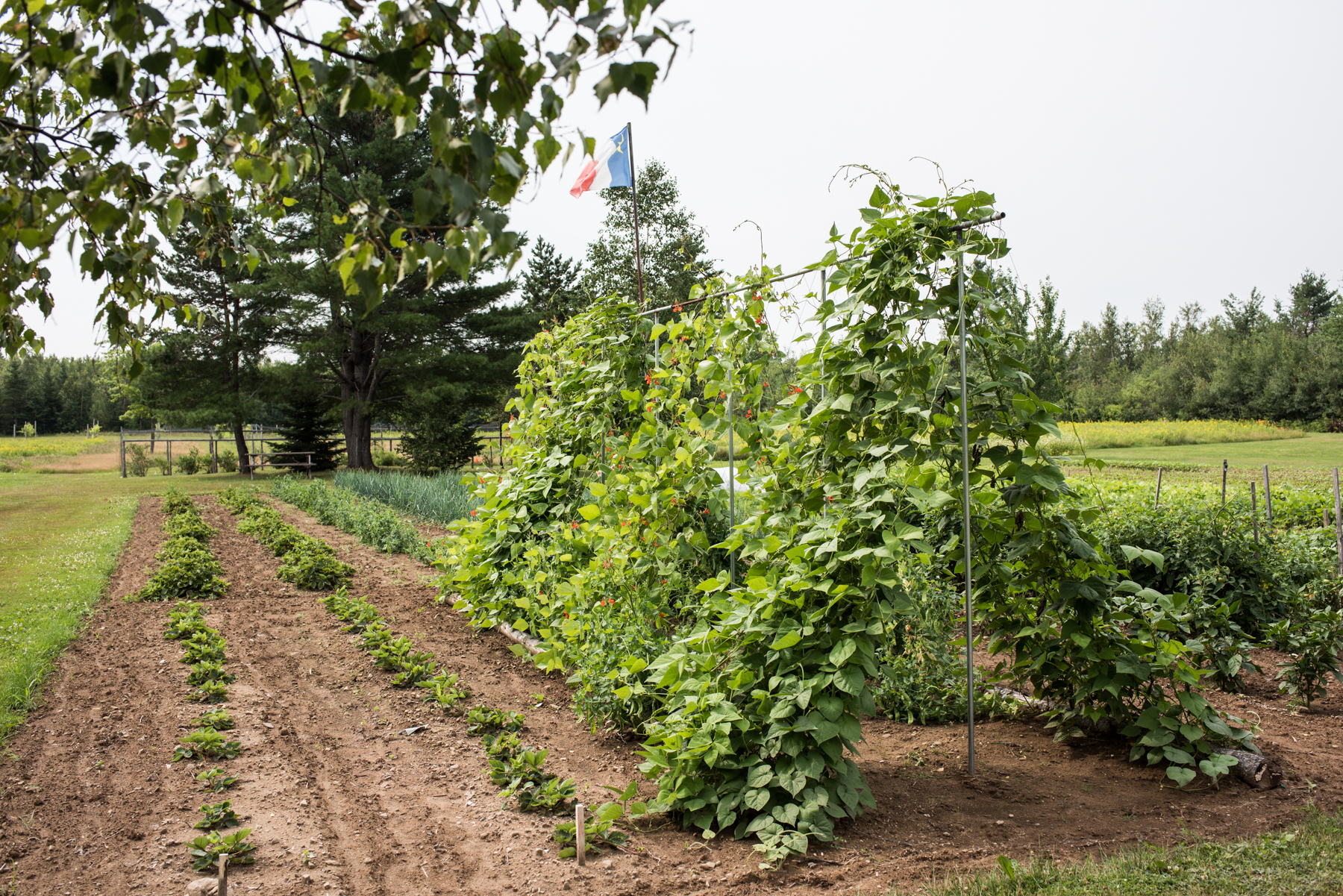 Les 3 Poiriers - Récolte de Chez Nous - Really Local Harvest