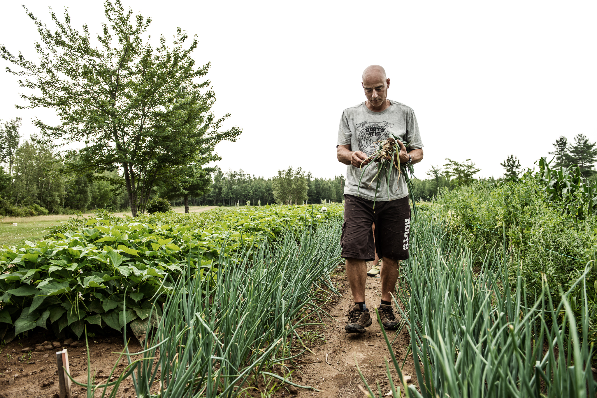 Les 3 Poiriers - Récolte de Chez Nous - Really Local Harvest