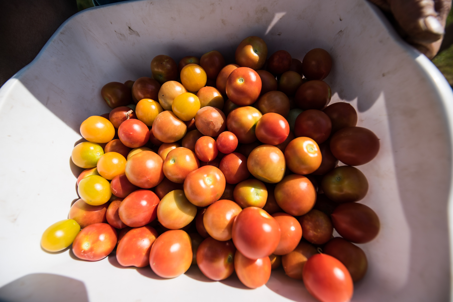 Copy of La Ferme Pouce Vert - Green Thumb Farm  - Récolte de Chez Nous - Really Local Harvest