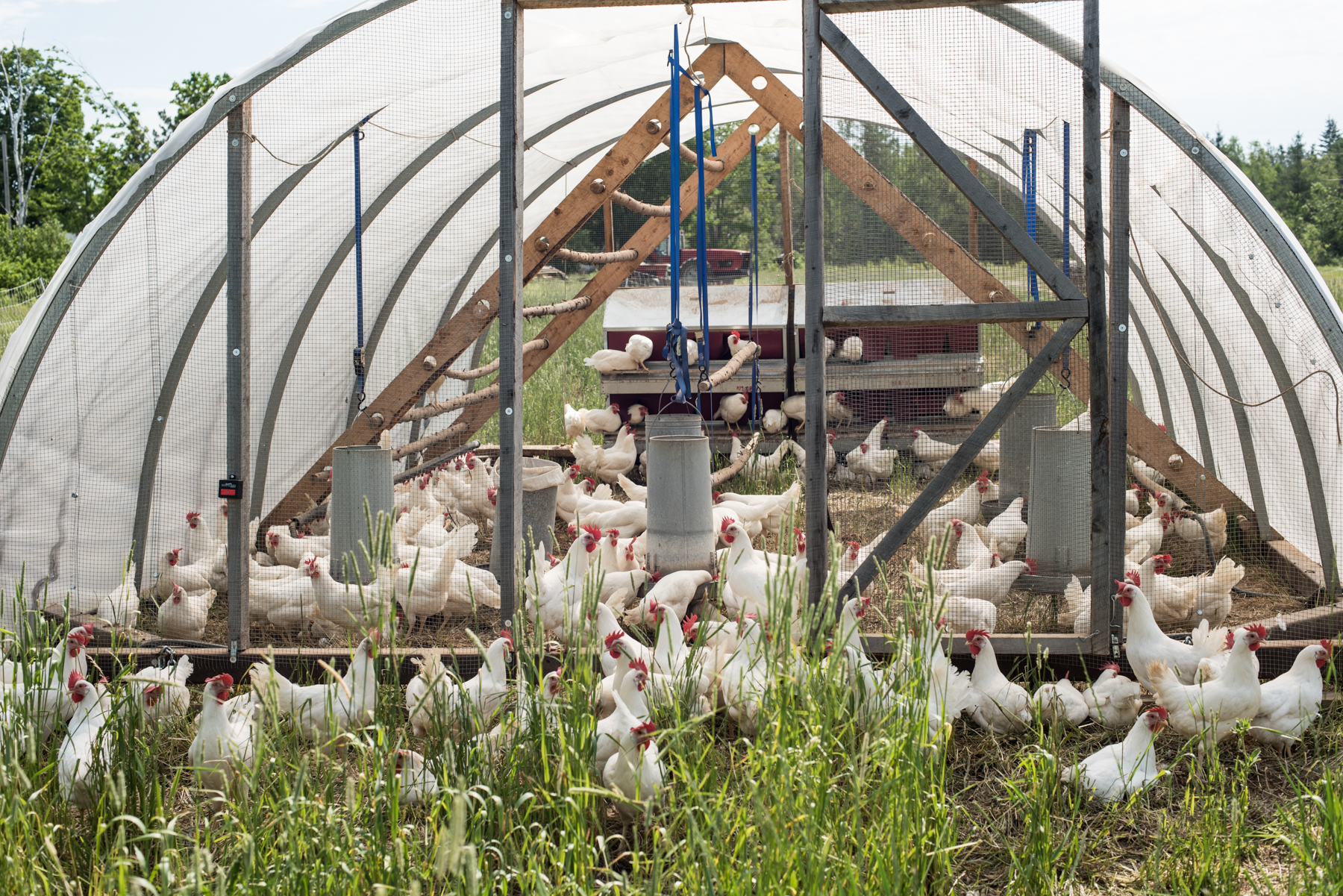 Ferme Terre Partagée Farm - Récolte de Chez Nous - Really Local Harvest