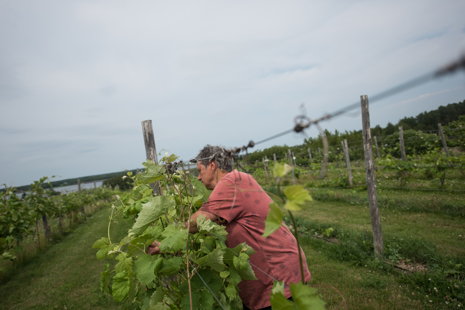 La Ferme Marcel Goguen  - Récolte de Chez Nous - Really Local Harvest