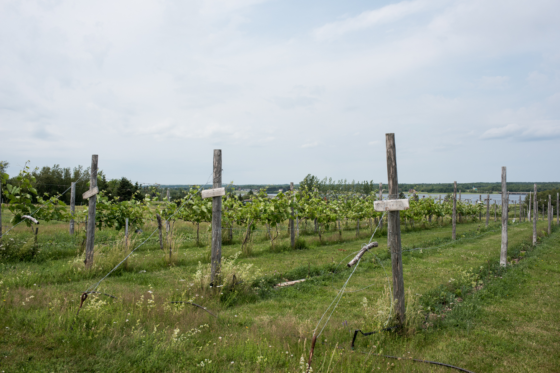 La Ferme Marcel Goguen  - Récolte de Chez Nous - Really Local Harvest