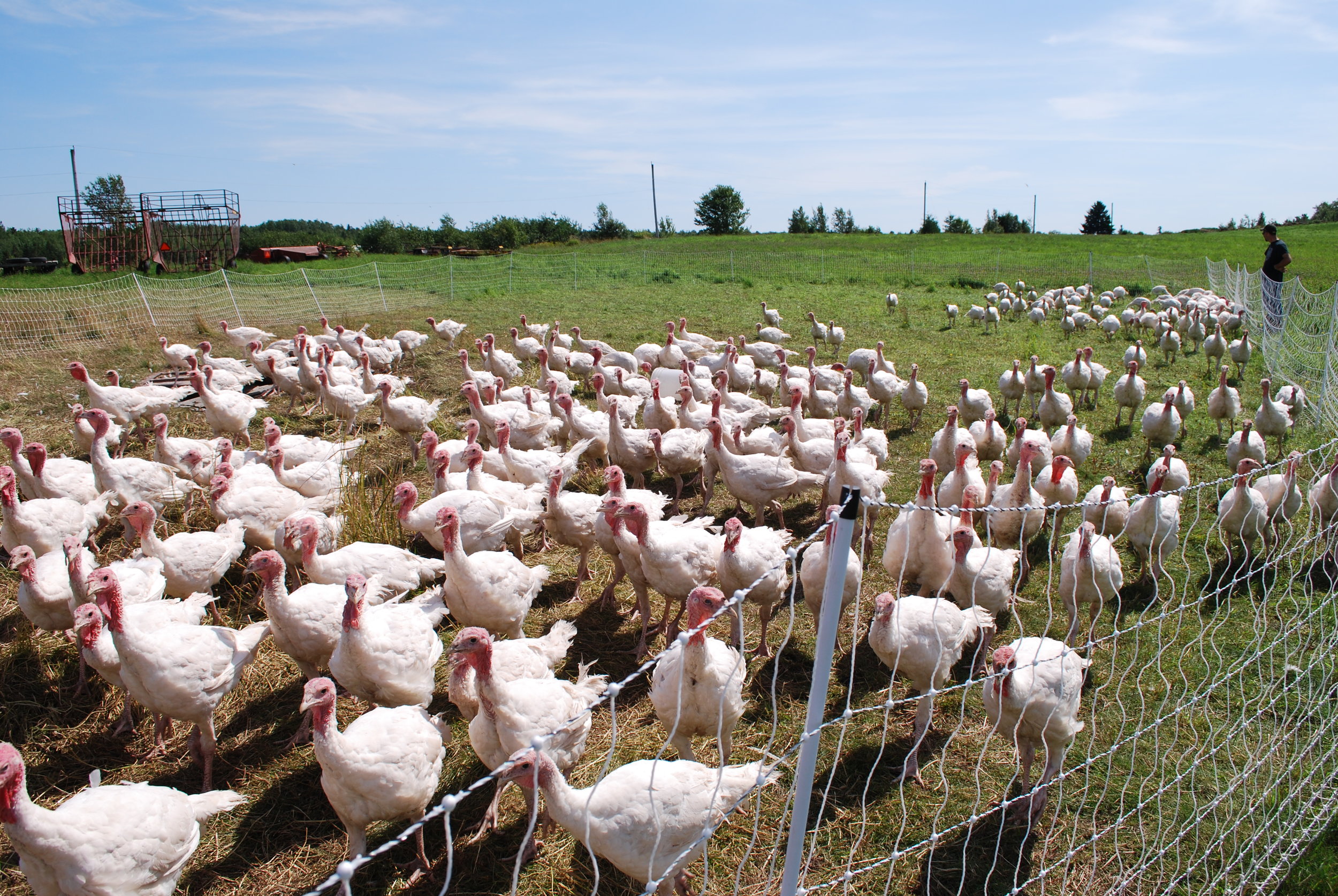 Copy of Springbrook Farm - Really Local Harvest - Récolte de Chez Nous