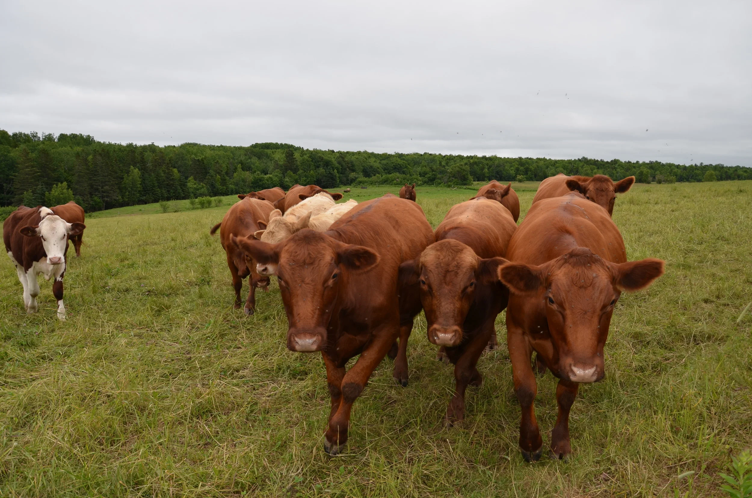 Copy of Springbrook Farm - Really Local Harvest - Récolte de Chez Nous