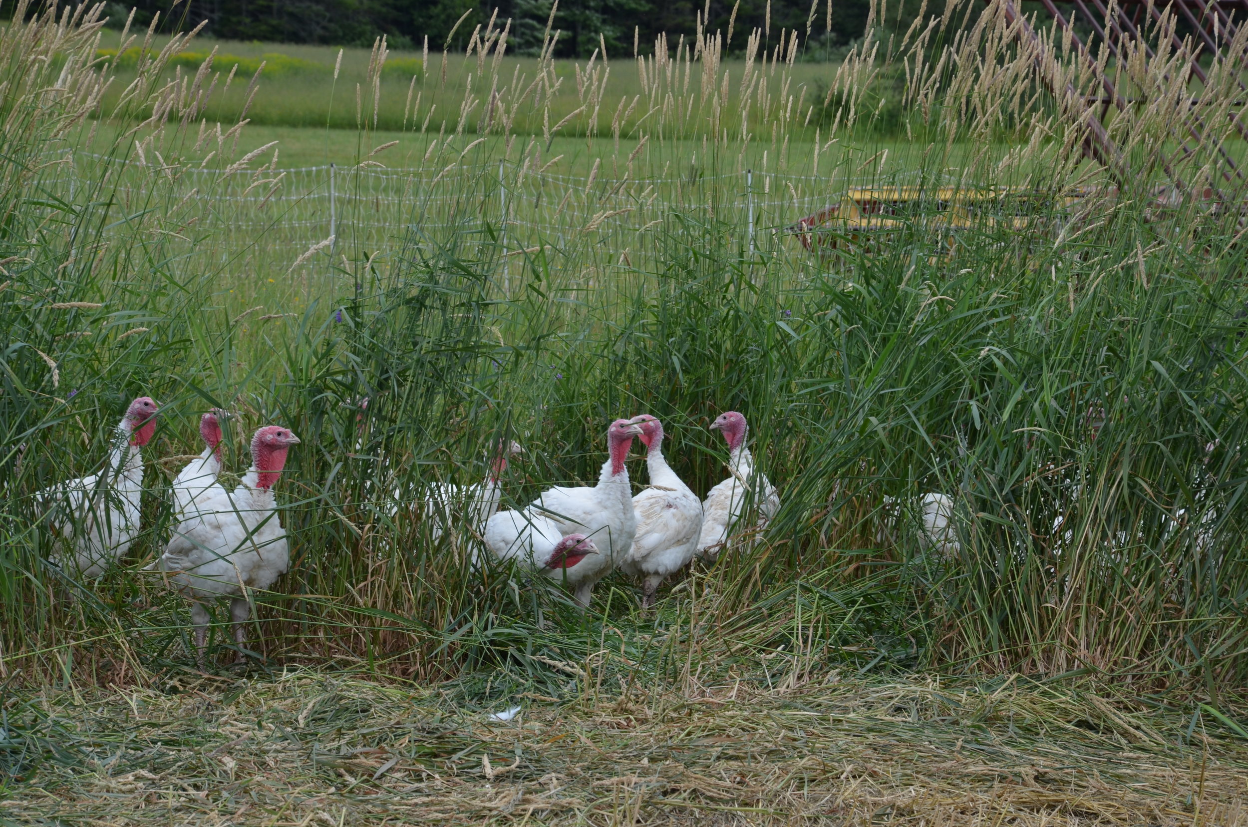 Copy of Springbrook Farm - Really Local Harvest - Récolte de Chez Nous