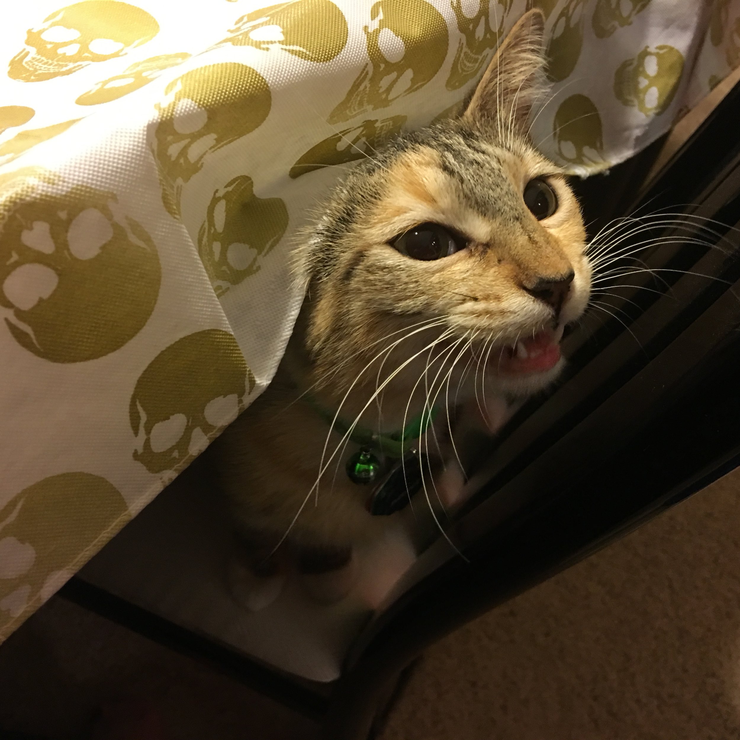 What is Glycerin? And why is it in EVERYTHING?!?