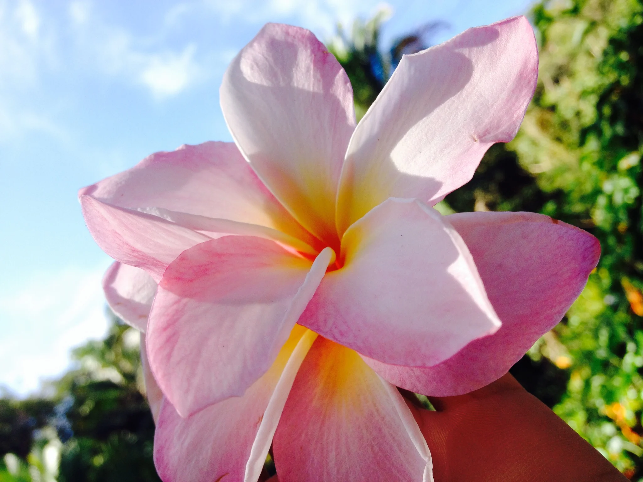 Yelapa_Plumeria.jpg