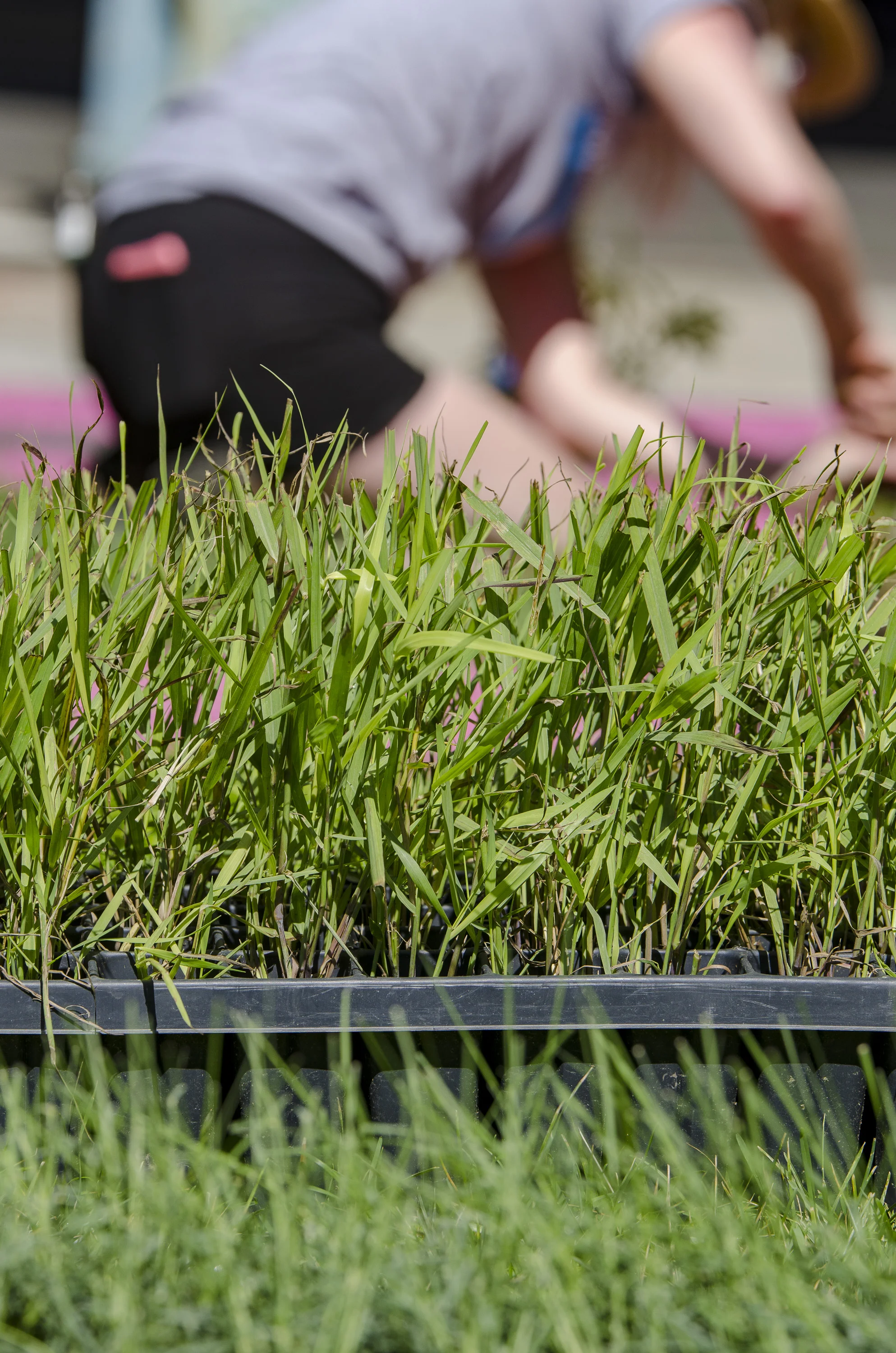 2018-05May-24 Frankford Pause Planting Day_0148.jpg