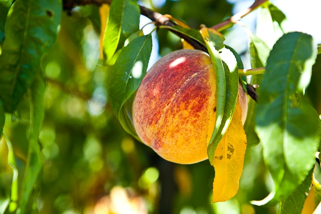 Family Tree Farms - Peaches