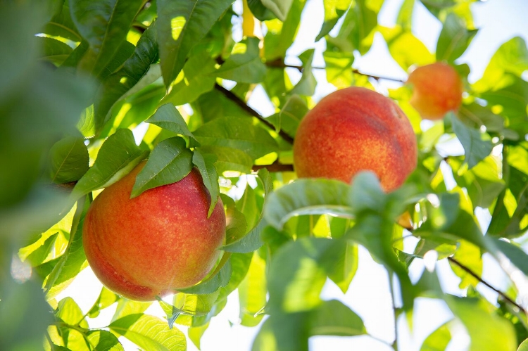 MApeaches.jpg