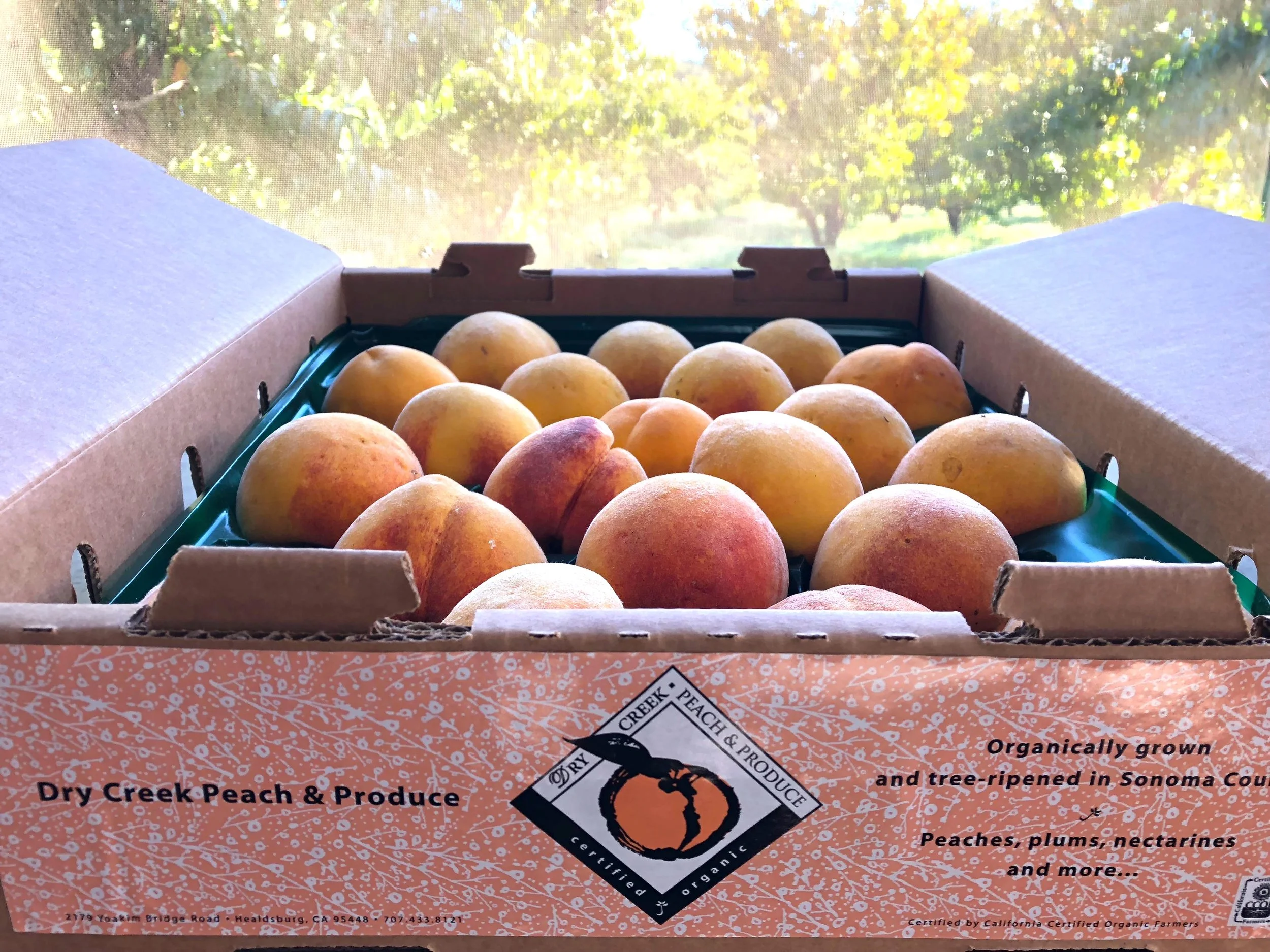 peach‼️ CAMPO LEATHER WHITE SUN PEACH | VEJA