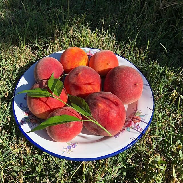 Heading into the weekend, we have nice fruit and a good supply for you in the farm stand, open Friday June 5 at noon. We&rsquo;ll also be at the Healdsburg market Saturday. Yellow and first pick white peaches. Feels like summer. 
#organic #peach #far