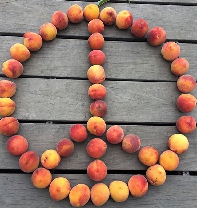 Peaches this week! We have more fruit than anticipated and will have a nice supply of yellow springcrests and white spring snows in the farmstand wed June 10 noon open until supplies last, and we&rsquo;ll be at the Healdsburg farm market sat June 13 