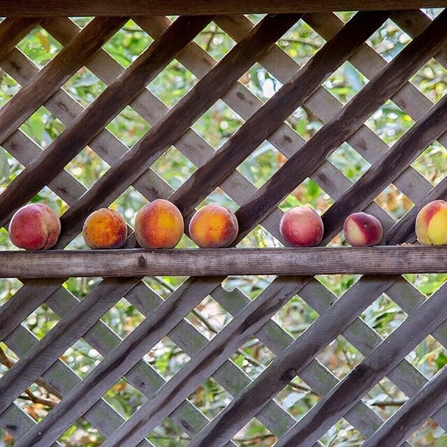 Peach update for the week. We have a very limited fruit supply, mostly white snow brites. We&rsquo;ll open the farm stand wed 6/17 at noon and we&rsquo;ll be at the Healdsburg farmers market saturday 6/20 at 8:30. Open until supplies last, half flat 