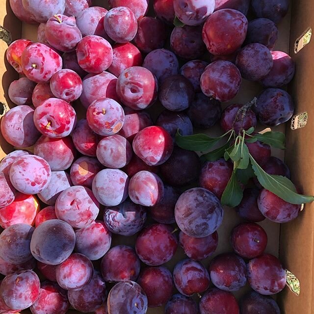 Picking Santa Rosa plums, the first red havens, and some white snow brites. Love this time of year! We&rsquo;ll be at the Healdsburg farmers&rsquo; market Saturday 6/20 8:30 open until supplies last. Half flat limit. Very limited supply. Happy summer