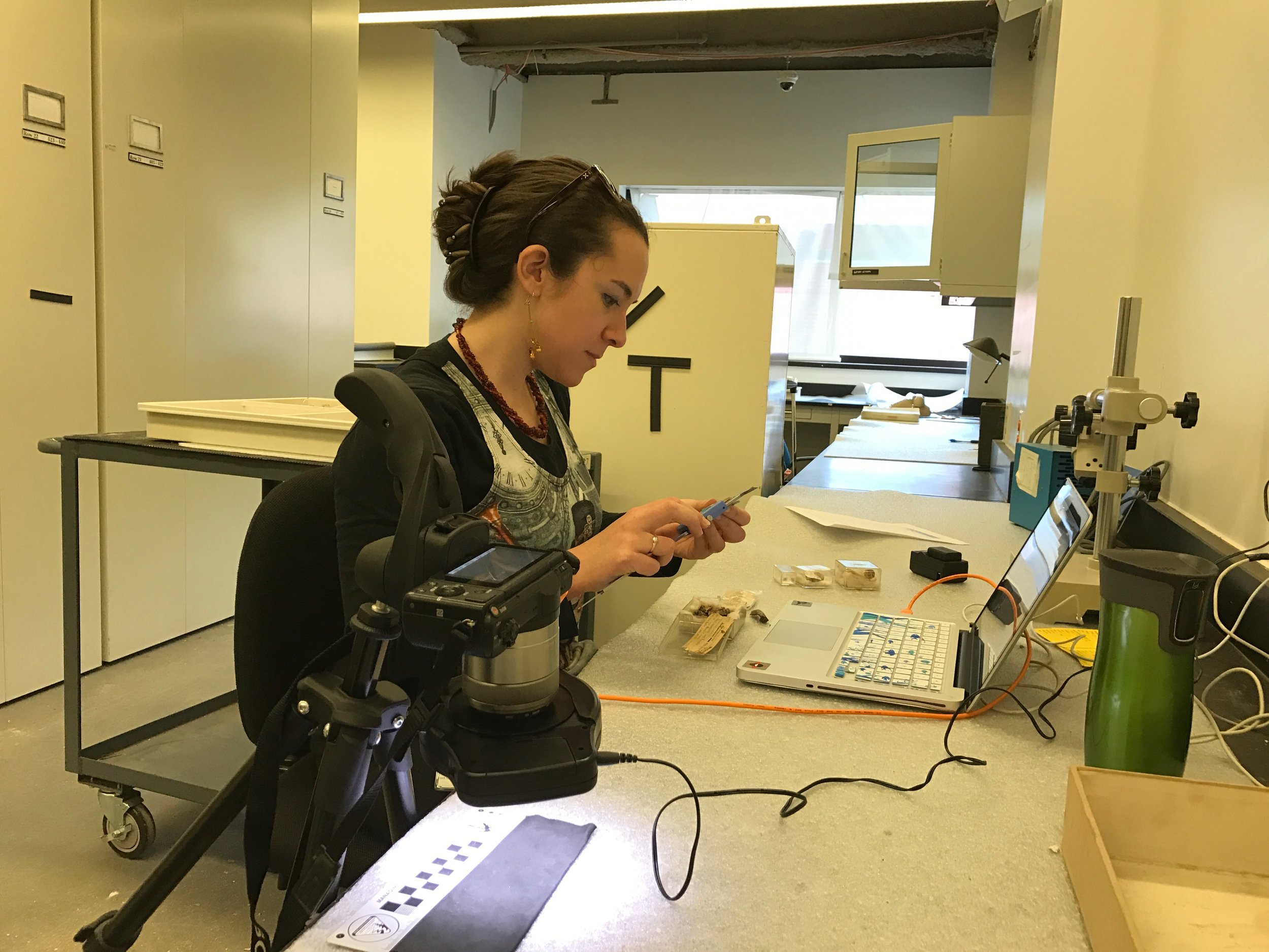 Measuring fossil lizards in the vertebrate paleontology collections at the American Museum of Natural History, New York, NY.