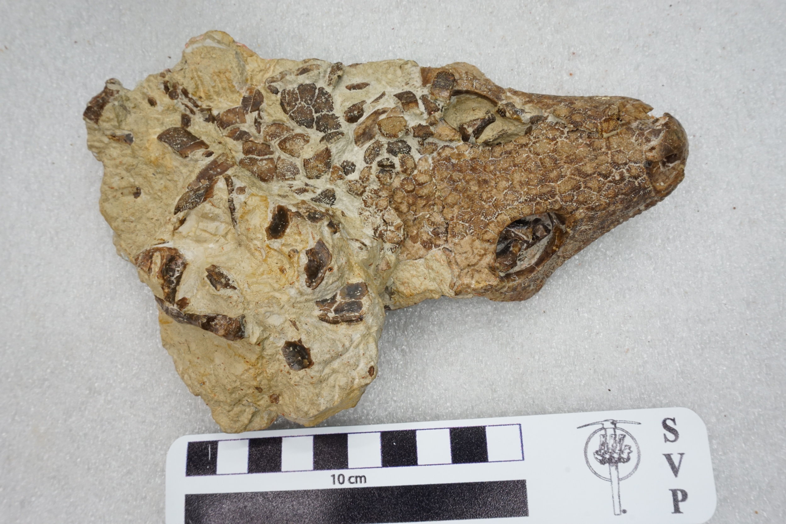  A rare complete skull of a 50-million-year-old fossil anguid lizard - my favorite specimen in the collection at the UC Museum of Paleontology (UCMP 126000)! 