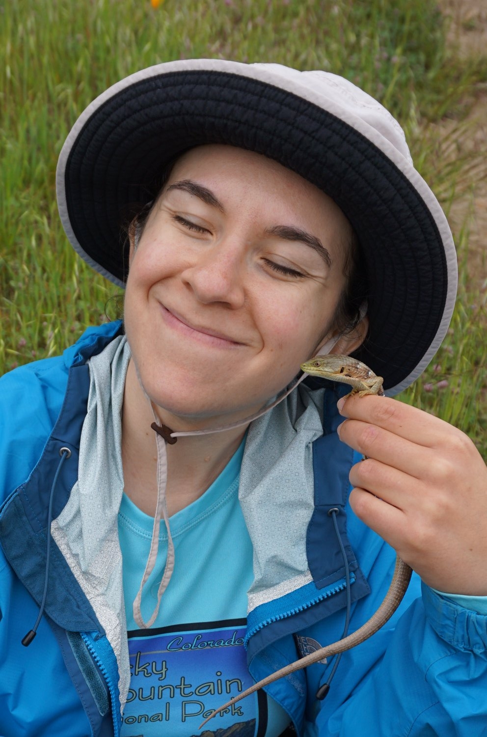  Holding a live California Alligator Lizard ( Elgaria m. multicarinata ), a member of a group of lizards that I study called Anguidae.     