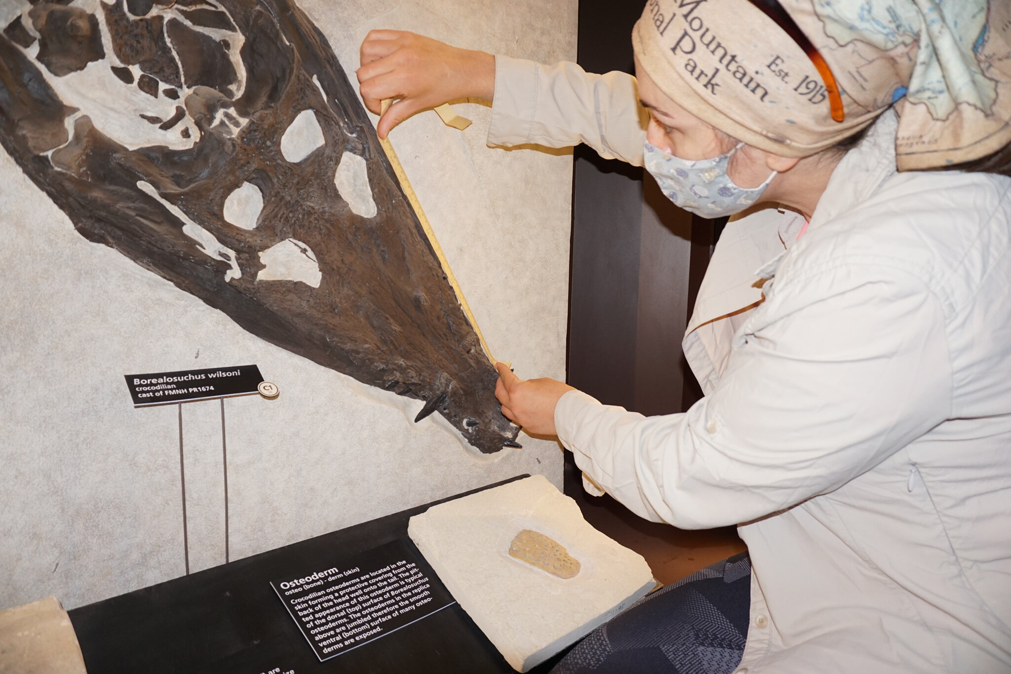  Measuring a 52-million-year-old crocodyliform skeleton from an ancient tropical lake ecosystem preserved at Fossil Butte National Monument (pictured in banner image), Kemmerer, WY. 