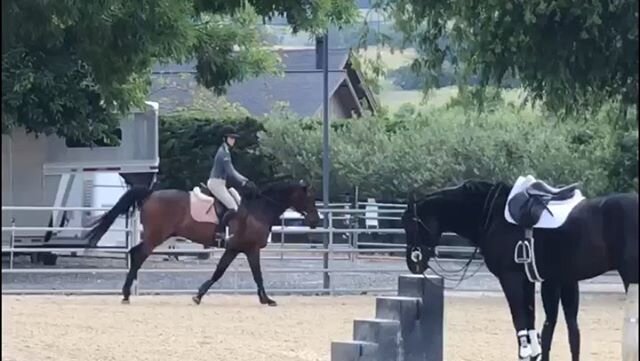 Congratulations to Danielle Park and Family on the lease of Soloist! Recently imported from Tanya Hardy&rsquo;s Lochside Lane in Victoria, BC. Be on the lookout for this special new pair in the hunter ring!