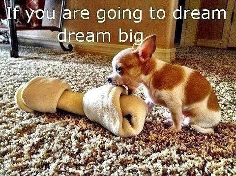 Dream big in 2019!
You have nothing to lose and everything to gain!!
#susansolisproperties #evolverealtygroup #livinthedream #ilovedogs #southshorerealestate