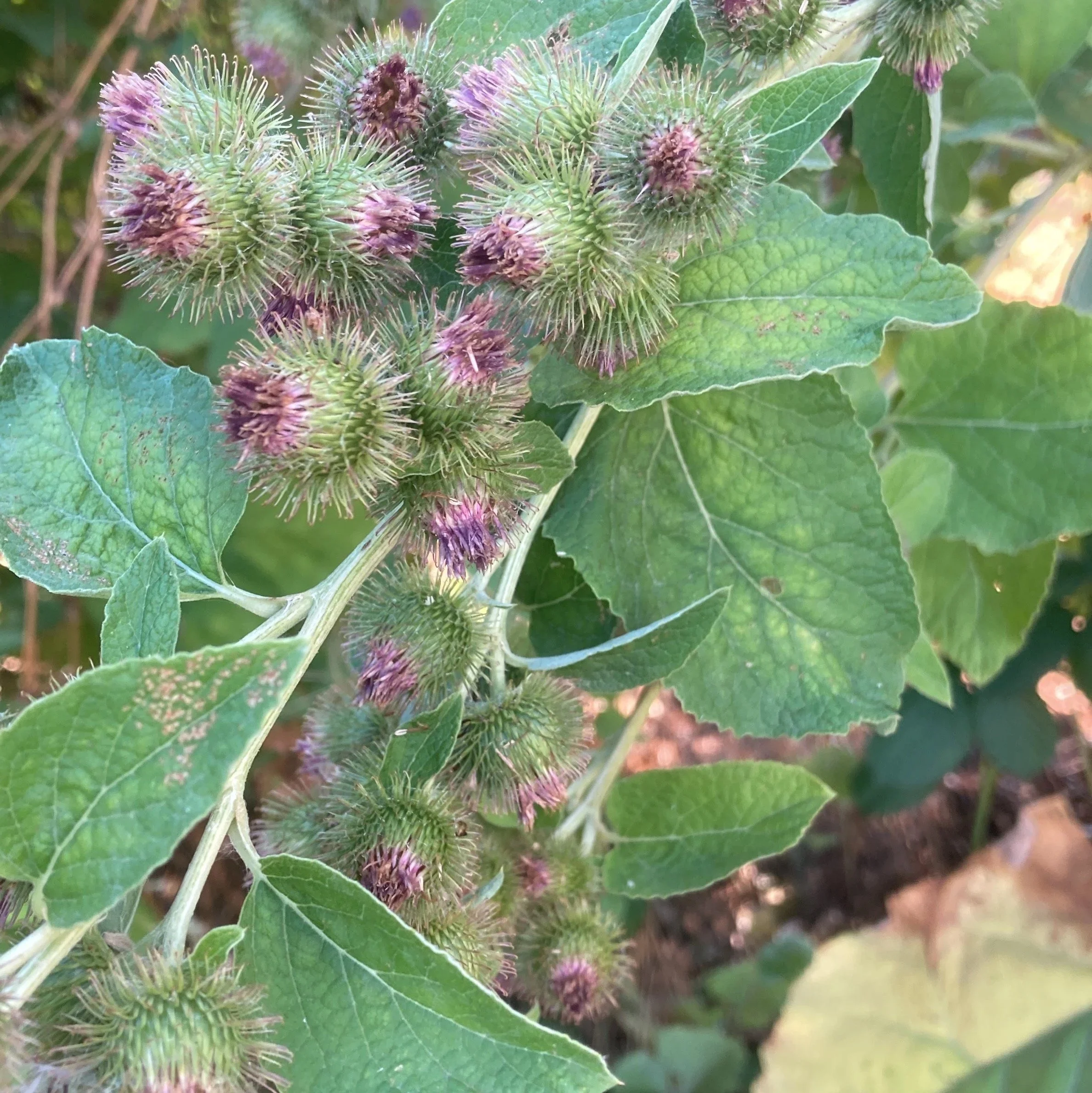 Purple thistles taken by Dr. DeAun Nelson, HAES naturopath in Portland