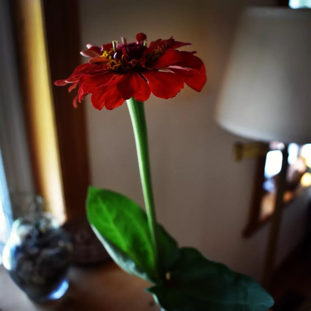 Our first cut flower of the summer. It isn't perfection, but makes us smile. #zinnia #cuttinggarden #simplegifts #farmhouse #cedarknollfinch
