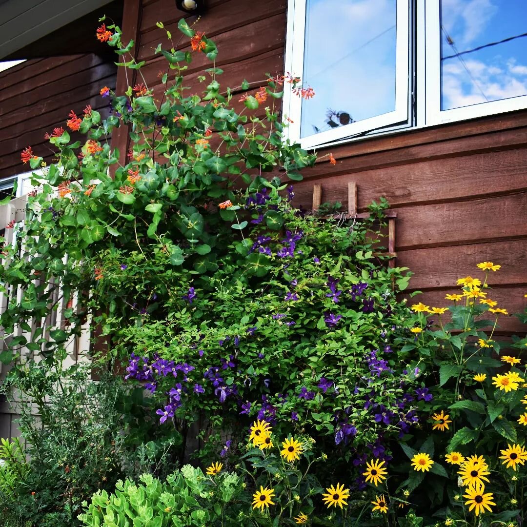 Wild Flowerbed Beauty #flowerbed #flowergarden #farmhouse #cedarknollfinch