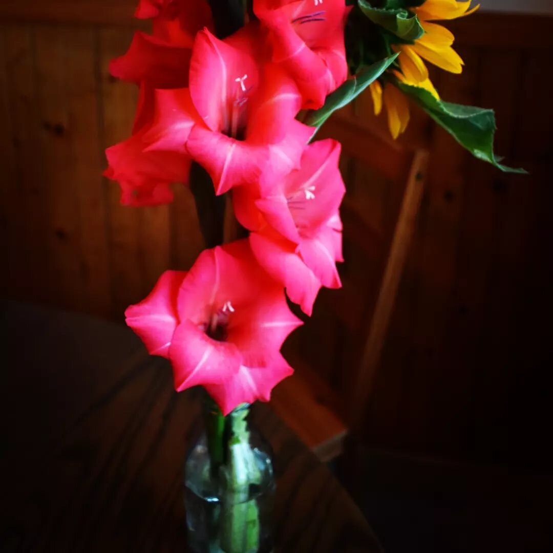 First glads of the season (plus a sunflower). #gladiolus #cuttinggarden #freshflowers #farmhouse #cedarknollfinch