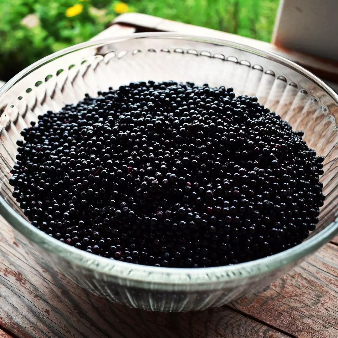 I spent this dreary day staying cozy inside preparing 6 cups of elderberries for making syrup. We planted a bush in 2019- our first summer living here, and it is abundant! #elderberries #elderberry #gardenelderberries #farmhouse #cedarknollfinch