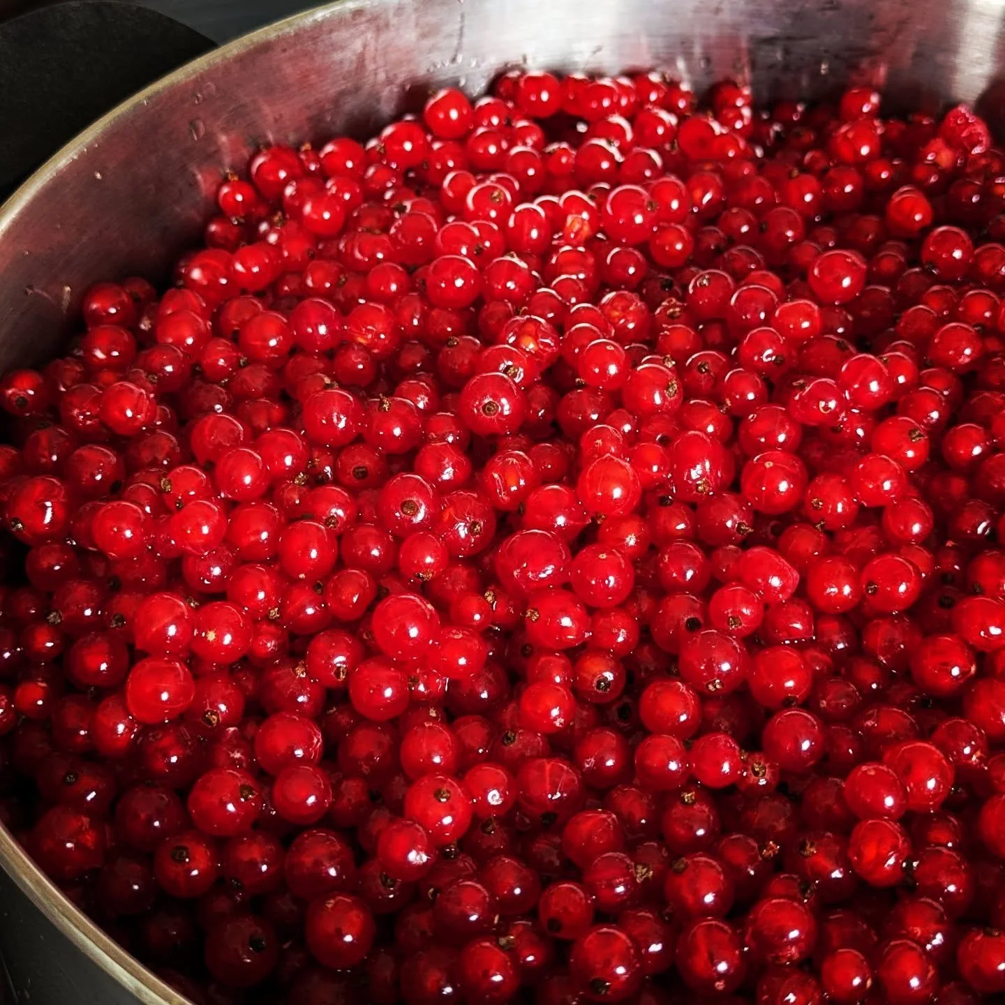 Extracting Red Currant Juice. Every time I do this, I feel a connection with my future winter self. I will be happy to enjoy this in a special drink during that season. A taste of summer and a memory of this morning when  I stood barefoot by the curr