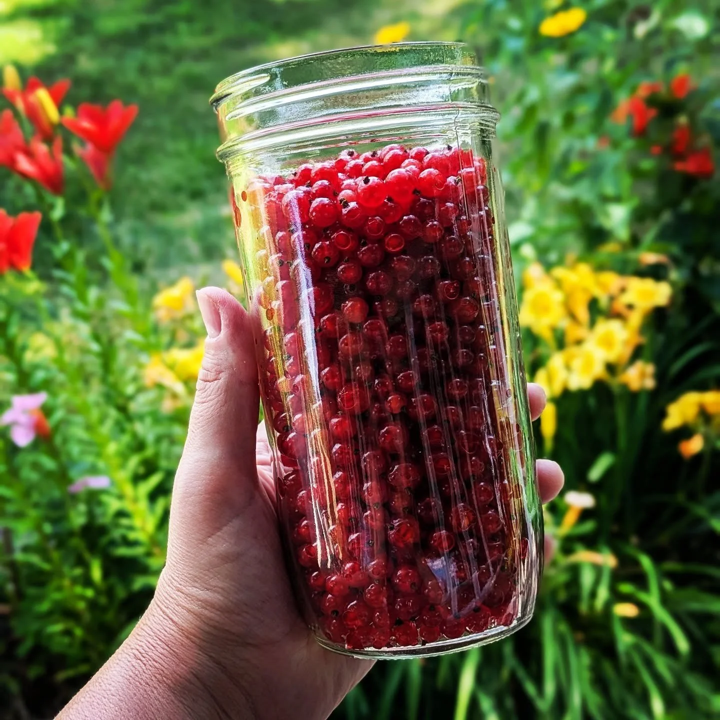 The currants are ripening. I had to look a little to find the really ripe ones. With this sunshine, it will be easier picking in a couple of days. #gardenredcurrants #cedarknollfinch