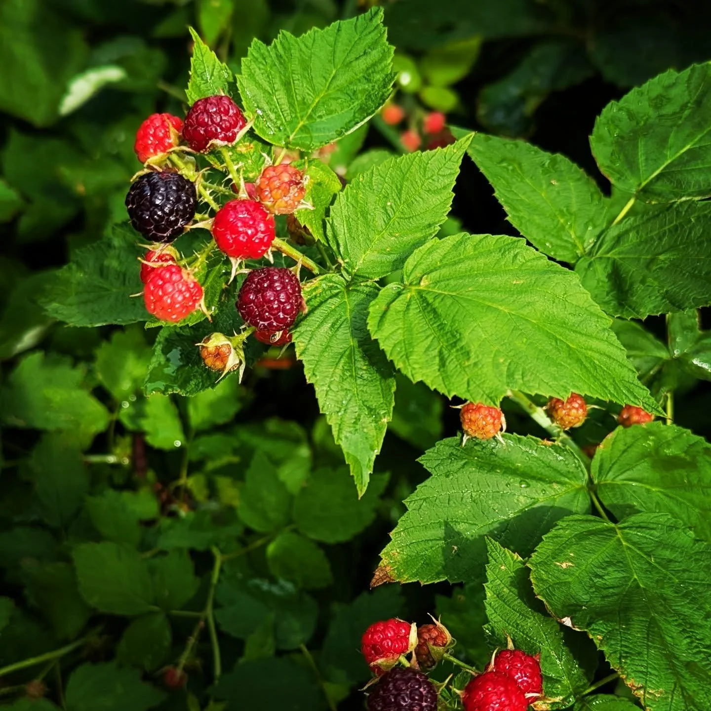 Wild Black Raspberries #blackraspberries #cedarknollfinch