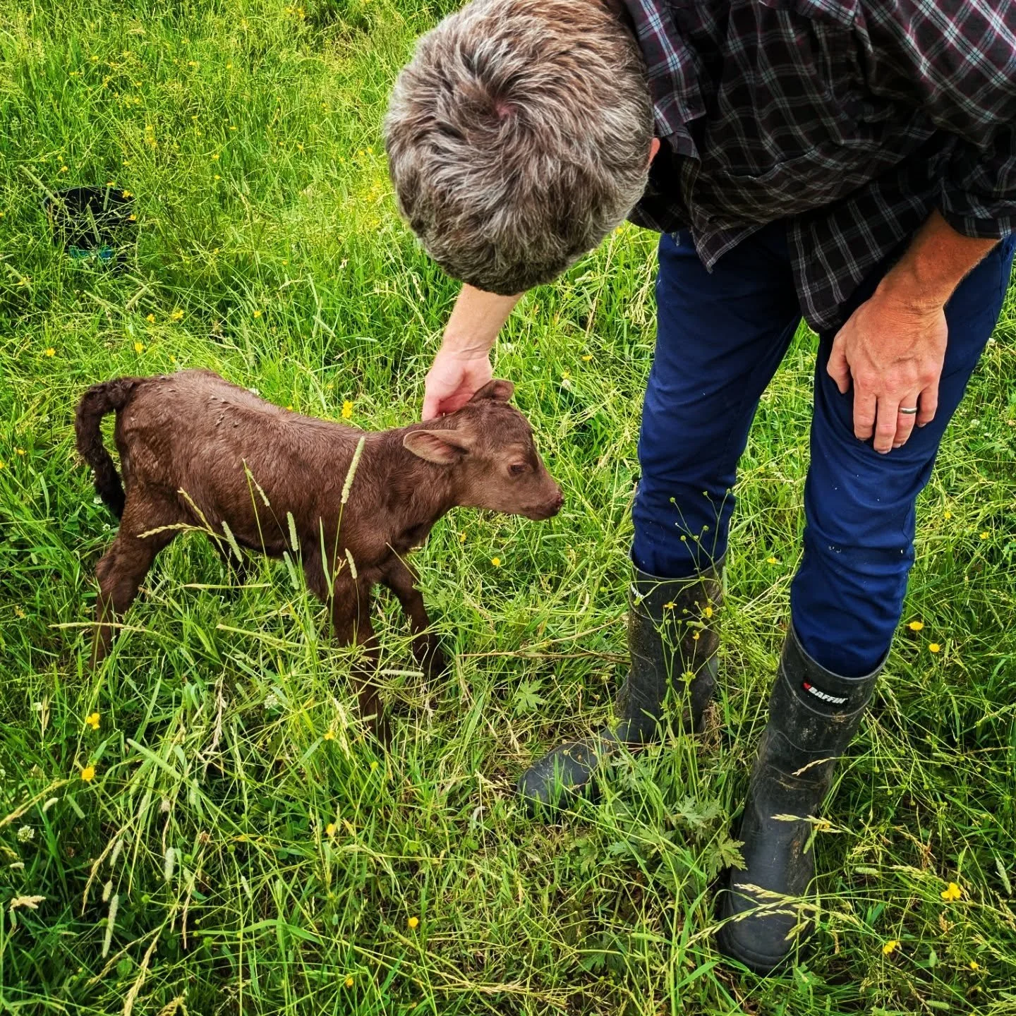 Two Dexter heifer calves on the same day. One black calf and one dun calf. It is so nice to watch them interact with their mums. The little calves calling to their mums, who are resting nearby (I'm over here!), and cows mooing low as they come togeth