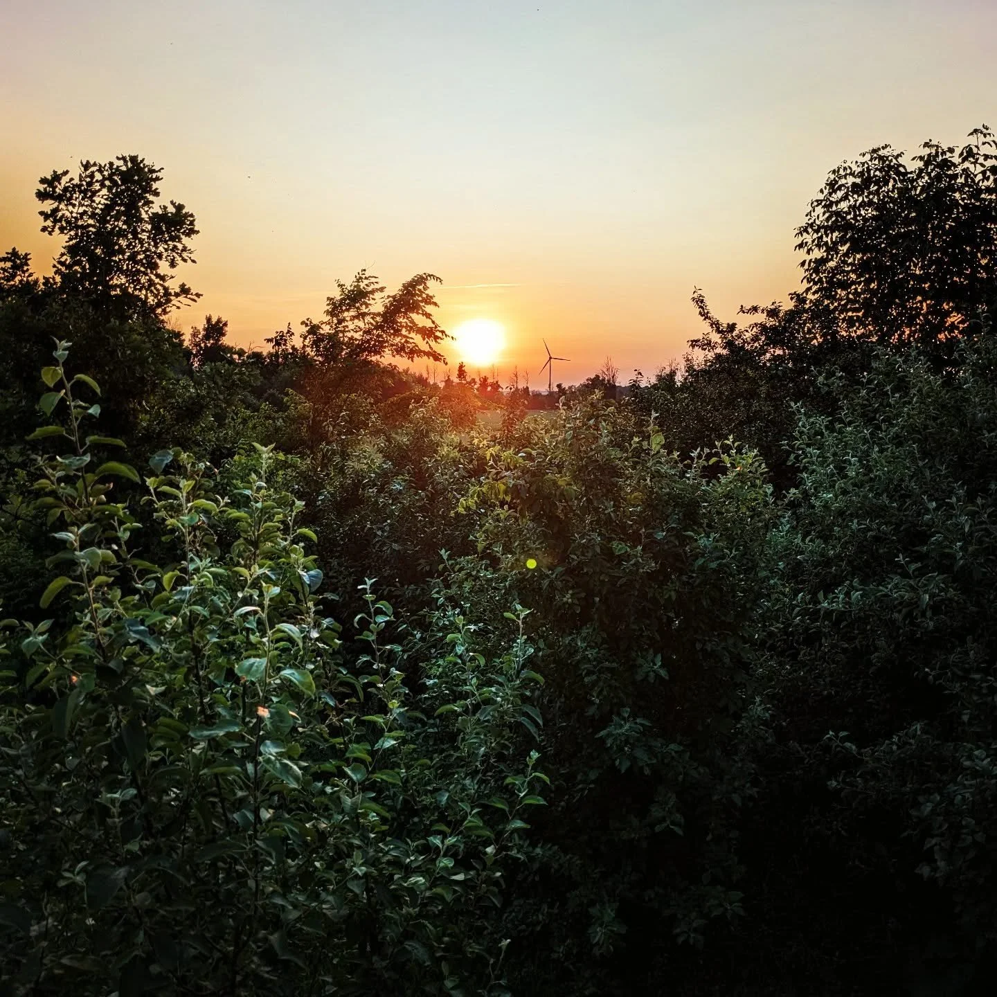 It will be hot weather for sleeping, but at least there will be no storms tonight. #sunset #cedarknollfinch