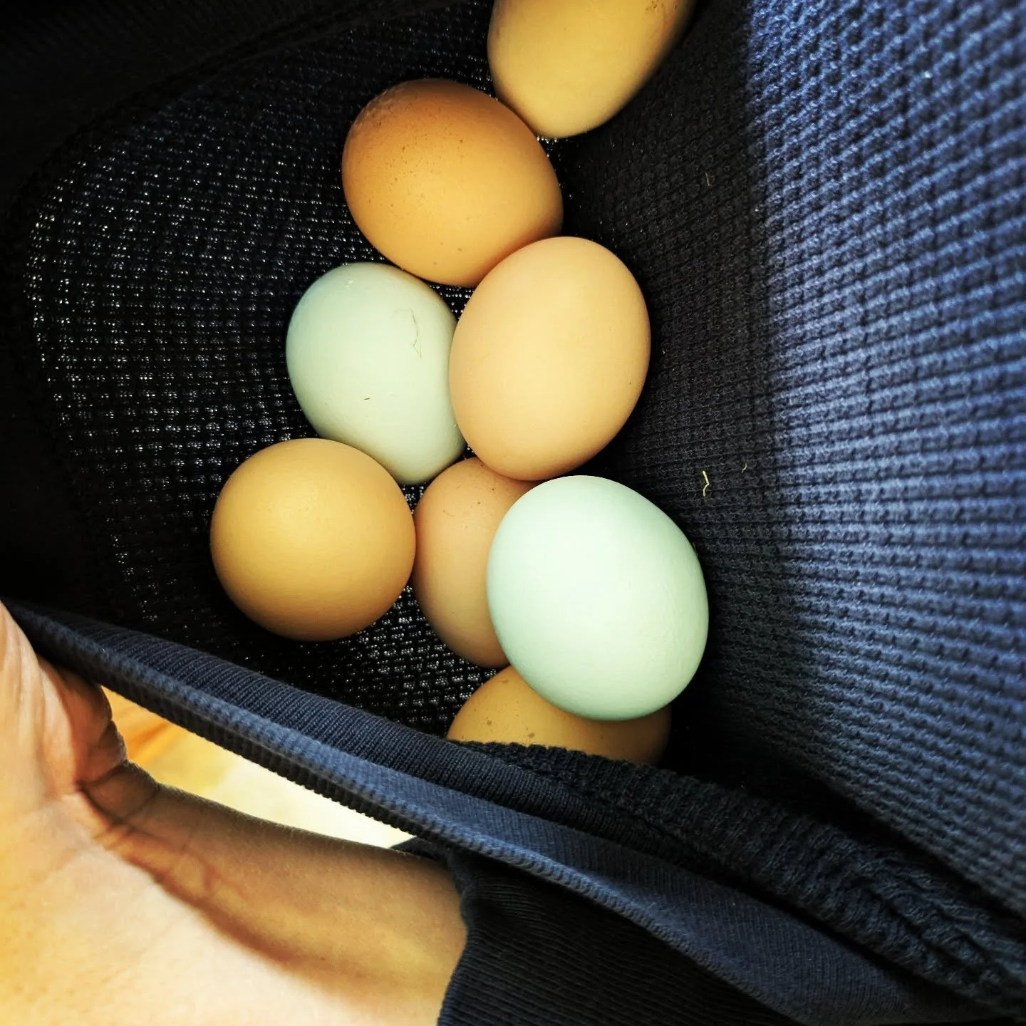 Egg Collecting. #cedarknolleggs #cedarknollfinch