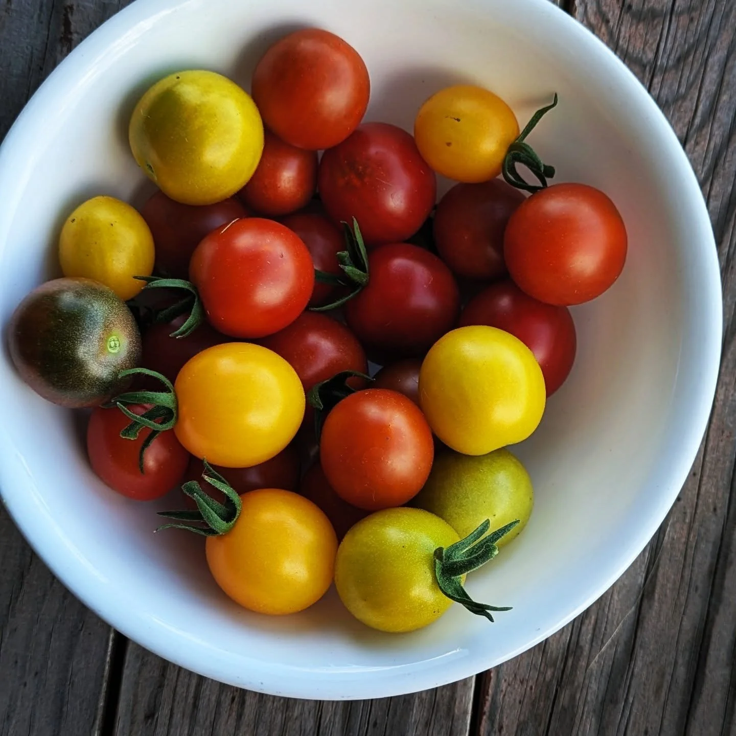 We enjoyed some cherry tomatoes with our burgers this evening. #gardencherrytomatoes #vegetablegarden #cedarknollfinch